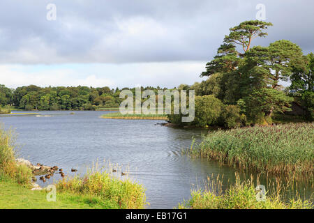 Ross Bay Lough Leane Untersee. Stockfoto