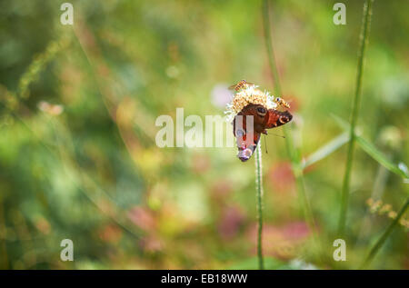 Europäische Tagpfauenauge und Schwebfliegen auf einer wilden Blume. Geringe Schärfentiefe verwendet. Stockfoto