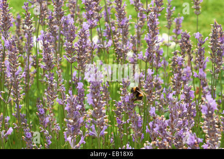 Eine Hummel sammeln Nektar aus Lavendelpflanzen in der englischen Landschaft. Stockfoto