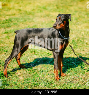 Jung, schön, Black And Tan Dobermann auf dem Rasen stehen. Dobermann ist eine Hunderasse bekannt für sein, Intelligent, wachsam und Loya Stockfoto