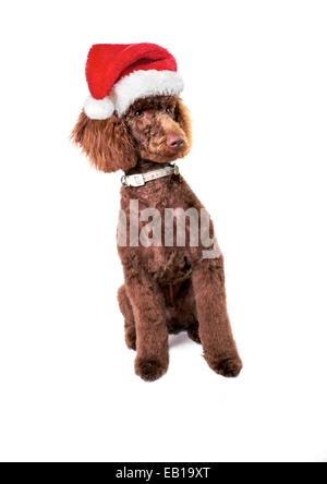 Eine Schokolade Miniatur Pudel tragen eine Weihnachtsmütze isoliert auf einem weißen Hintergrund. Stockfoto