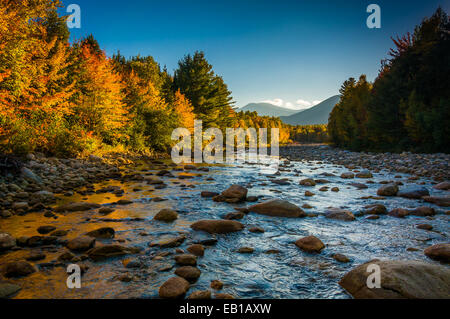 Herbstfarbe entlang des Flusses Peabody in White Mountain National Forest, New Hampshire. Stockfoto