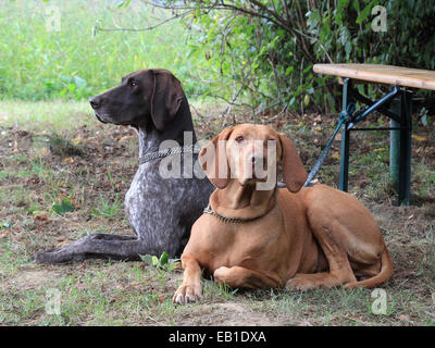 Zwei Jagdhunde liegen am Rande des Waldes Stockfoto