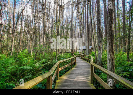 Holzterrasse im Sumpf, Florida Everglades Stockfoto