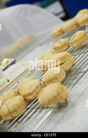 Frisch gebackenen Scones auf ein Backblech in einer Küche Stockfoto