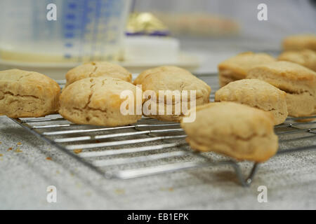 Frisch gebackenen Scones auf ein Backblech in einer Küche Stockfoto