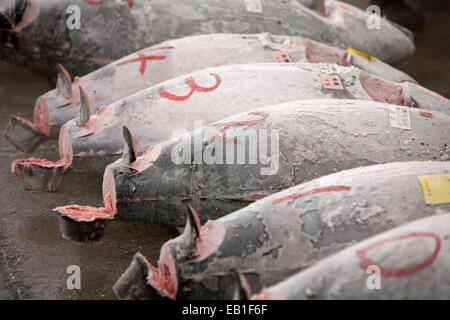 Tokyo zentrale Großmarkt, Tsukiji Fish Market, Tokyo, Japan Stockfoto