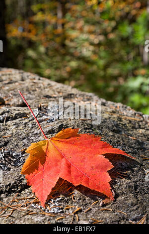 Gefallenen Ahornblatt in Neu-England Stockfoto