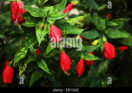 Geschlossene rote Hibiskusblüten Stockfoto
