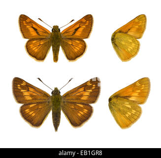 Großen Skipper - Ochlodes Venatus. (Männlich - Top; Weiblich - unten) Stockfoto