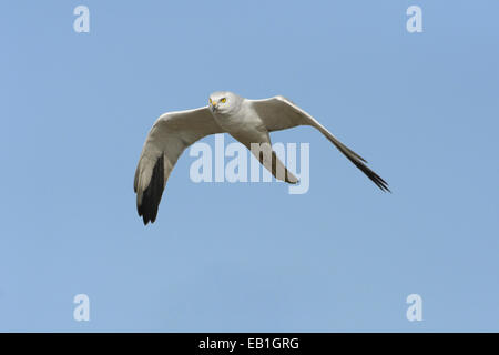 Pallid Harrier - Circus Macrourus - männlich Stockfoto