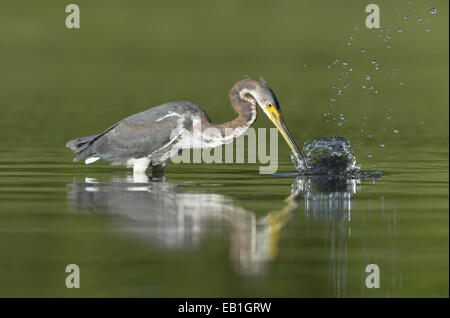 Dreifarbigen Heron - Egretta tricolor Stockfoto