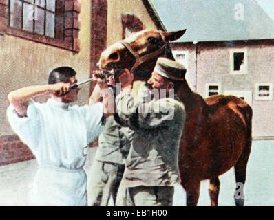 Das zeitgenössische eingefärbte deutsche Propaganda-Foto zeigt ein Pferd in einem Krankenhaus für Pferde hinter der Front, Datum und Ort unbekannt (1914-1918) behandelt werden. : Fotoarchiv Neumann, - kein Draht-Dienst- Stockfoto