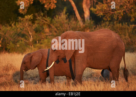 Elefanten-Mutter und Jungtier fotografiert im Abendlicht im Kruger National Park Stockfoto