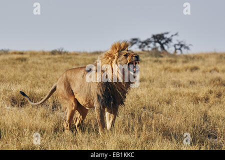 Löwen brüllen in der Savanne des Etosha National Park Stockfoto