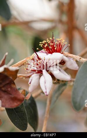Ananas Guave (acca sellowiana 'mammoth') Stockfoto