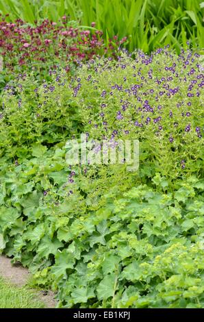 Dusky cranesbill (Geranium phaeum) und Frauenmantel (Alchemilla) Stockfoto