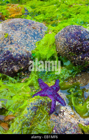 Lila Seestern (Pisaster Ochraceus) auf Algen bei Ebbe in Sechelt, British Columbia, Kanada Stockfoto