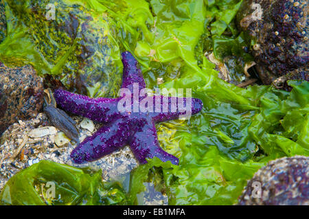 Lila Seestern (Pisaster Ochraceus) auf Algen bei Ebbe in Sechelt, British Columbia, Kanada Stockfoto