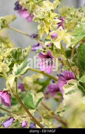 Baum Mallow (Lavatera arborea 'Variegata') Stockfoto