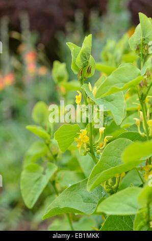 Europäischen birthwort (aristolochia clematitis) Stockfoto