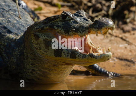 Jacare (Yacare) Kaiman (Caiman Yacare) im Pantanal-Region des Staates Mato Grosso, Brasilien Stockfoto