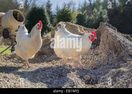 Sussex weiß Kreuz freilaufenden Hühner auf einer Baustelle. Stockfoto