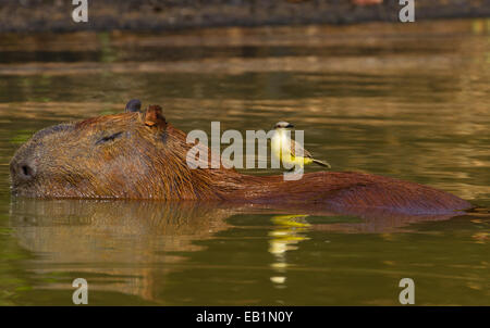 Wasserschwein (Hydrochoerus Hydrochaeris) Stockfoto