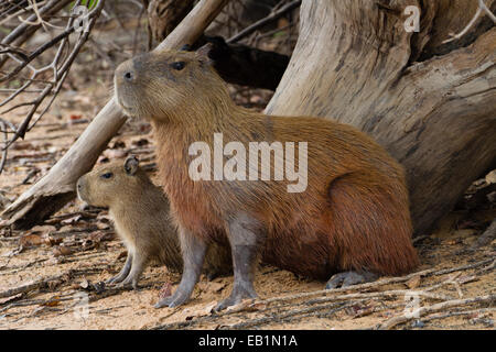 Wasserschwein (Hydrochoerus Hydrochaeris) mit jungen Erwachsenen Stockfoto