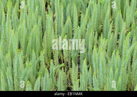 Die gemeinsamen mare Schwanz (hippuris vulgaris) Stockfoto