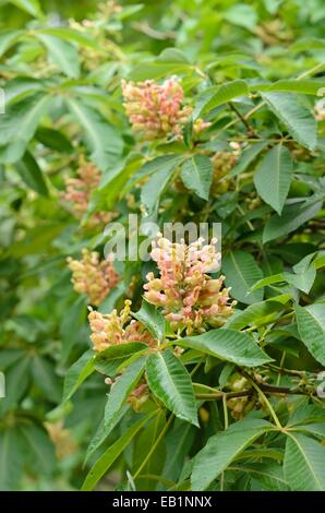 Rosskastanie (Aesculus x mutabilis) Stockfoto