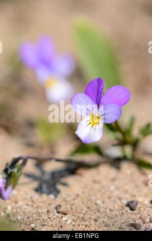 Dünenpsy (Viola tricolor subsp. Curtisii) Stockfoto