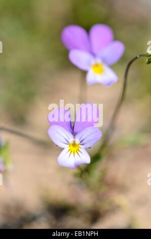 Dünenpsy (Viola tricolor subsp. Curtisii) Stockfoto