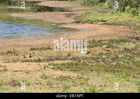 Nilgänse (alopochen aegyptiacus) mit jungen Vögeln, - Zuid Kennemerland Nationalpark, Niederlande Stockfoto