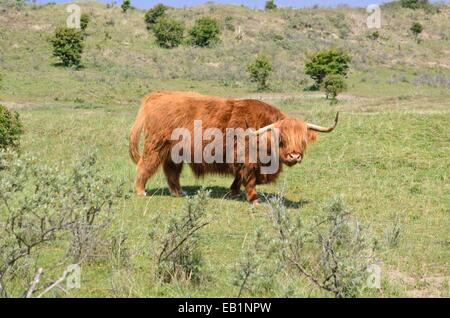 Scottish Highland Cattle (Bos taurus), - Zuid Kennemerland Nationalpark, Niederlande Stockfoto