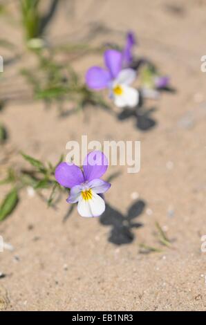 Dünenpsy (Viola tricolor subsp. Curtisii) Stockfoto