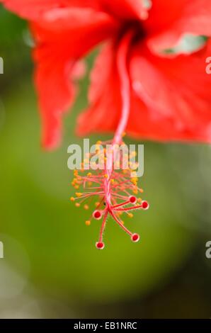 Chinesische Hibiskus (Hibiscus rosa-sinensis) Stockfoto