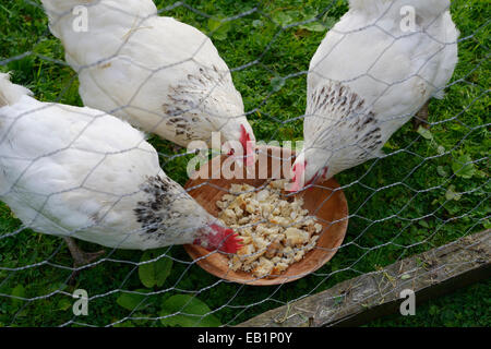 Falten Sie leichte Sussex Hühner, Hühner, Einspeisung über Haushaltsabfälle in einem mobilen Einheit, Wales, UK Stockfoto
