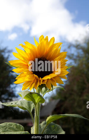 Nahaufnahme der Sonnenblume (Helianthus Annuus) Stockfoto