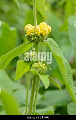 Jerusalem Salbei (phlomis russeliana) Stockfoto