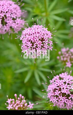 Kaukasische Phuopsis stylosa (crosswort) Stockfoto