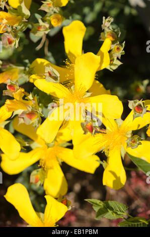 Große Johanniskraut (Hypericum calycinum) Stockfoto