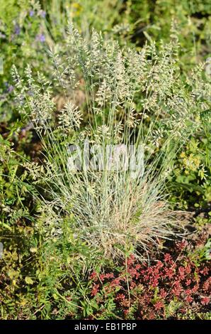 Blauer schwingel (Festuca cinerea 'Alba' syn. Ajuga reptans 'Burgundy Glow') Stockfoto