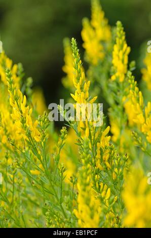 Die färber Ginster (genista Dolmetsch) Stockfoto