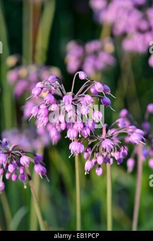 Allium narcissiflorum (Allium cernuum) Stockfoto