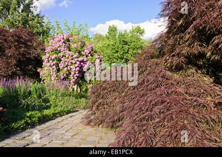 Japanischer Ahorn (Acer palmatum) und Veilchenblau Rambler (rosa) Stockfoto