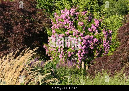 Veilchenblau Rambler (rosa) Stockfoto
