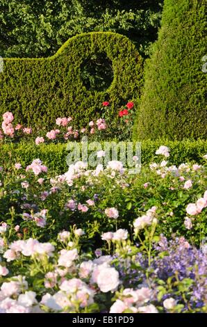 Gemeinsame Eibe (Taxus Whipplei) und Rosen (Rosa), Britzer Garten, Berlin, Deutschland Stockfoto