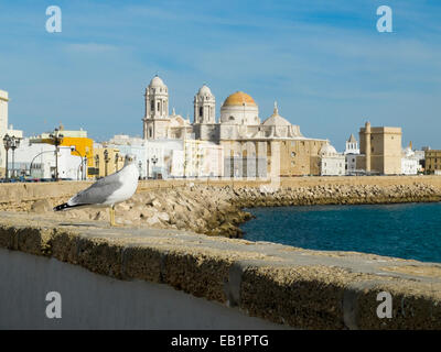 Eine Möwe in Paseo Campo del Sur (Cadiz Kathedrale La Catedral Vieja de Cadiz oder Iglesia de Santa Cruz genannt) zu beobachten. Cadiz. Anda Stockfoto