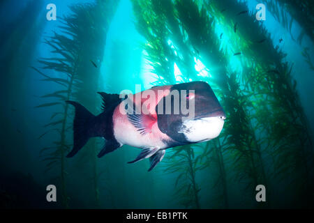 Eine große männliche Sheephead schwimmt durch eine schöne Unterwasser Kelpwald in Süd-Kalifornien Kanalinseln Stockfoto